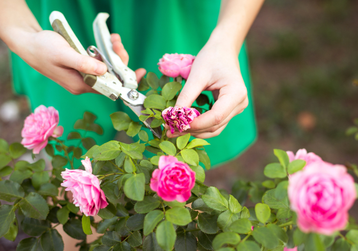 Blog Rosesbloommore