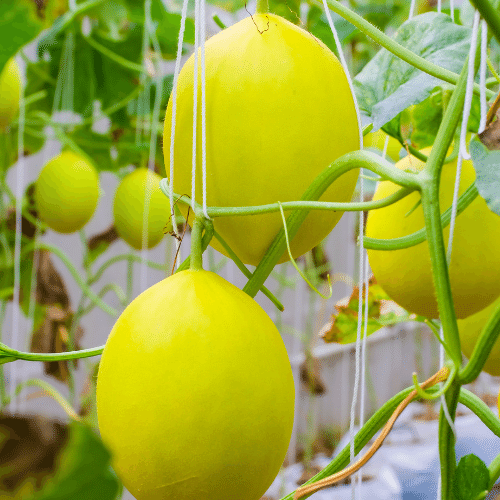 Làm thế nào để đi lên đỉnh