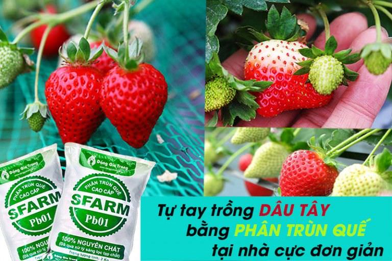 Giun trái đất dâu tây