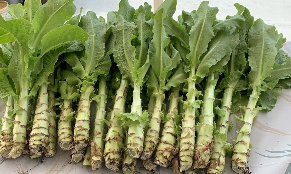 Việc sử dụng rau cải tiến