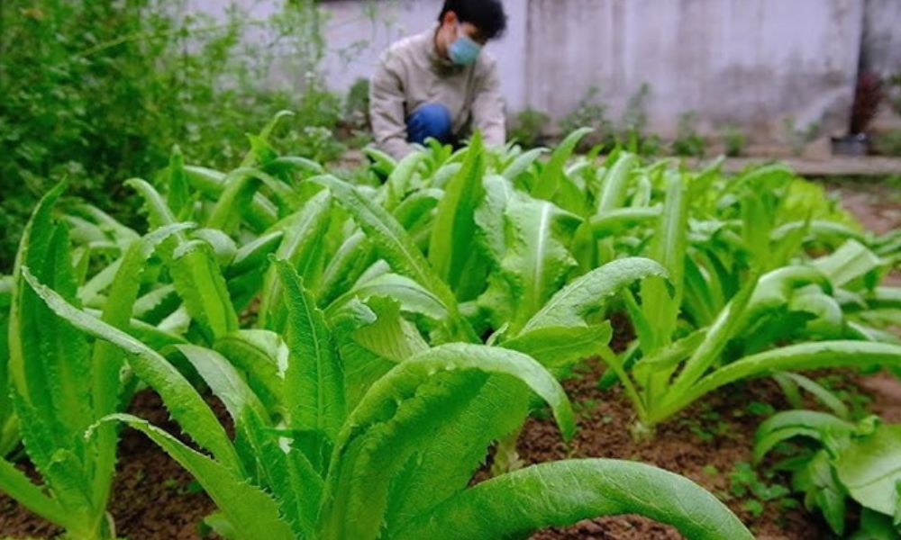Thu hoạch và bảo quản rau cho nhà vua