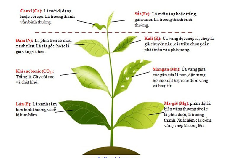Thieu-Dinh-800-533