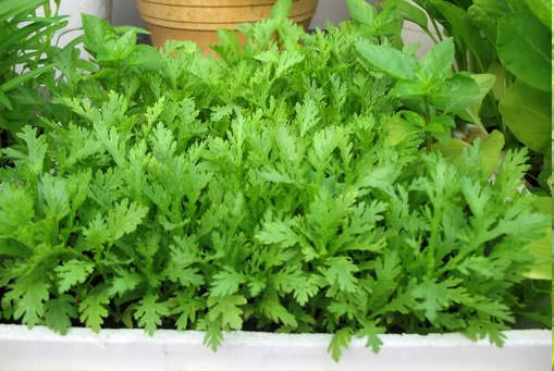 bắp cải