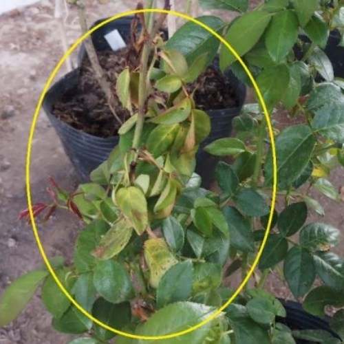 Hoa hồng vàng do sâu đục thân