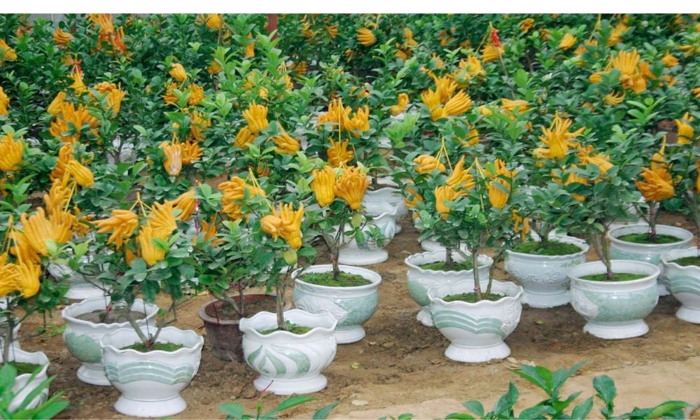 Cây Phật Phật là gì?