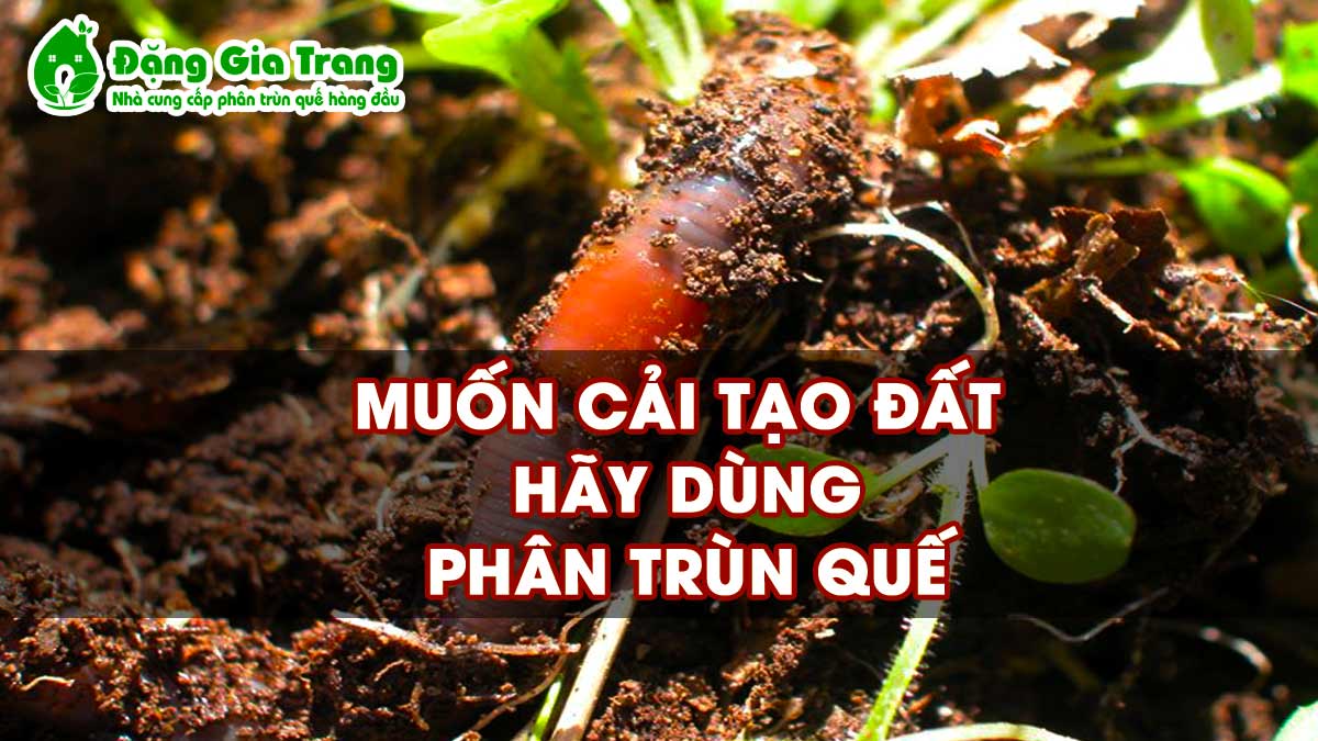 Đức Phanxicô