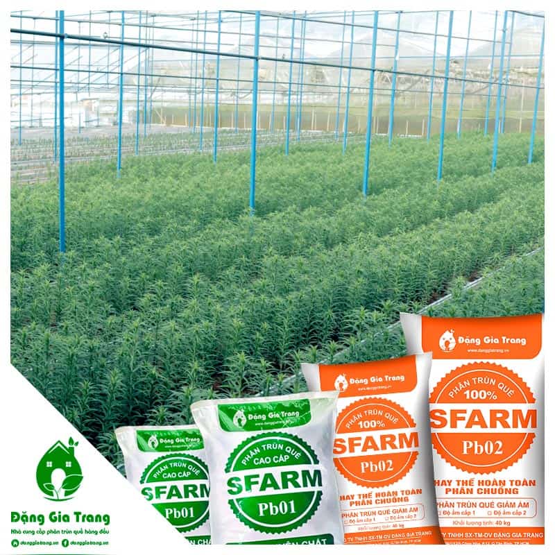 Sfarm Earthworms đi cùng với thương hiệu của HOA ly