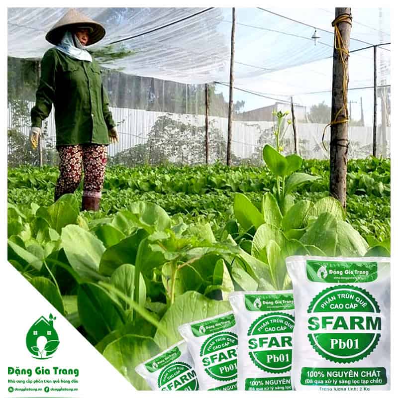 Rau sạch ở Dalat