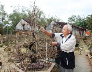 Nhổ lá mơ