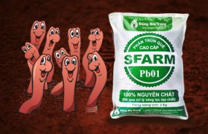 Worm quế thay vì phân bò