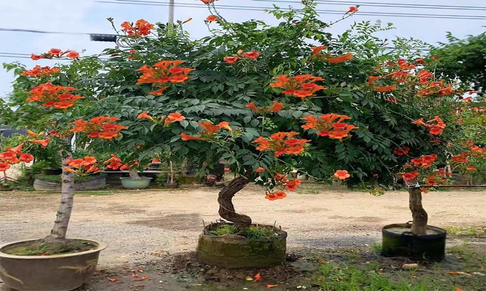 Đặc điểm hình thái và tăng trưởng