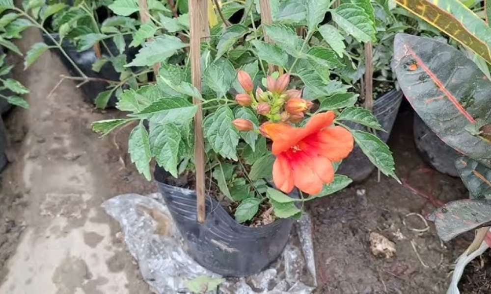 Kỹ thuật chăm sóc hoa tiêu